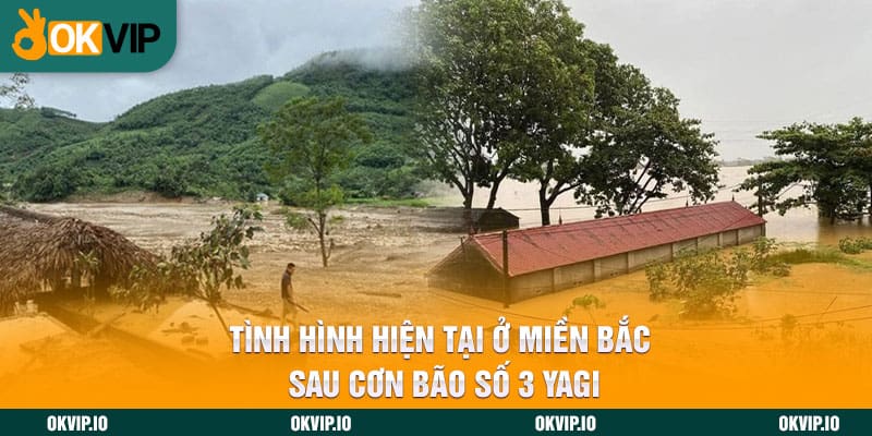 Sau Cơn Bão Số 3 Yagi – OKVIP Chung Tay Ủng Hộ 5 Tỷ Đồng! - hình ảnh - uipgeuacpa.top